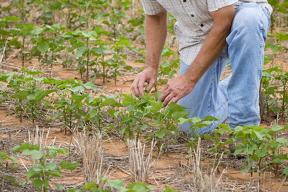 RRXCottonTexas_cdp_5212