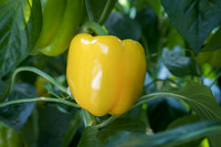 Peppers_SanSiro_0004
