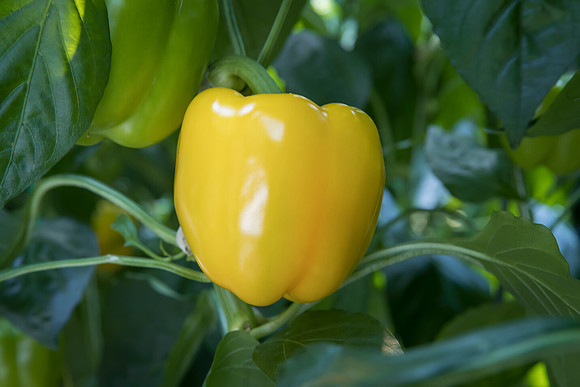 Peppers_SanSiro_0004
