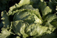Lettuce_SV0822LG_CA_0016