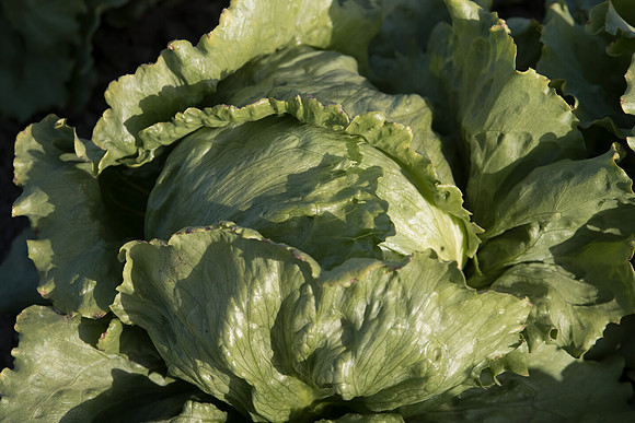 Lettuce_SV0822LG_CA_0016