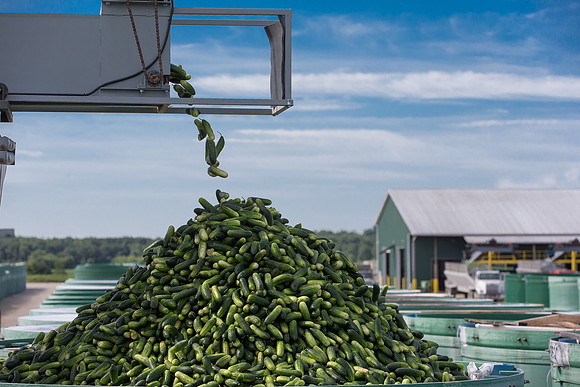 PicklingCucumber_Vlaspik_Processing_MI_0670