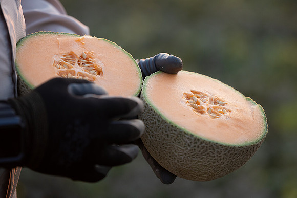 Seminis2021_AZ_250