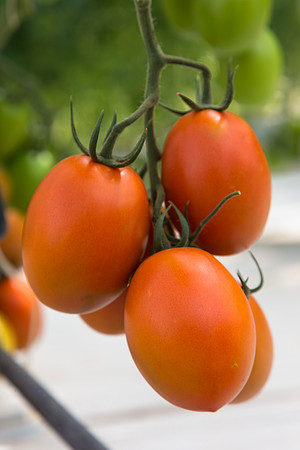 Tomato_4179_MX_0004