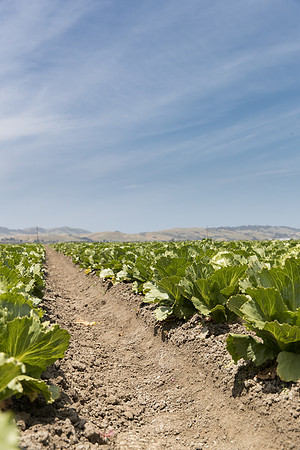Lettuce_SV2988LG_CA_0136