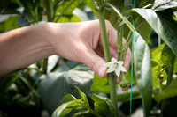 Peppers_DRPB1707_0011