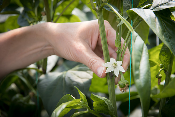 Peppers_DRPB1707_0011