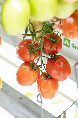 Tomatoes_DRTJ4081_4