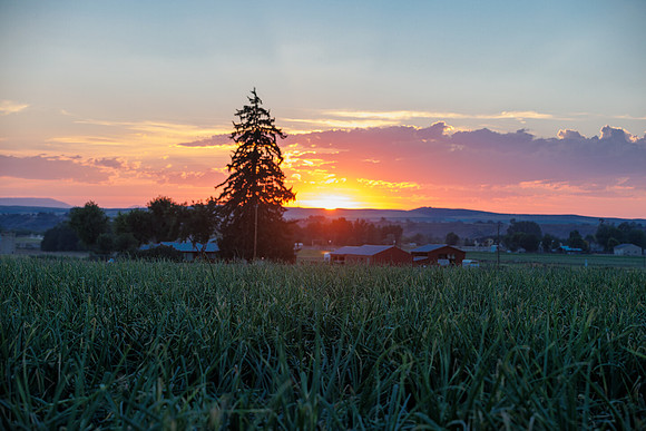 Seminis2022_Idaho_116