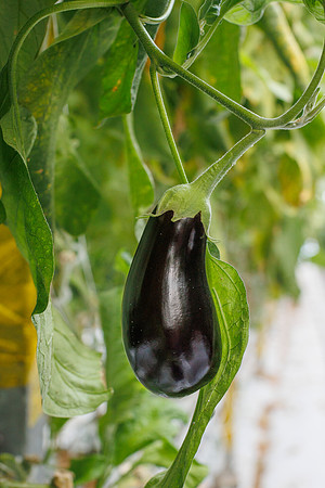 Eggplant_Canada_7