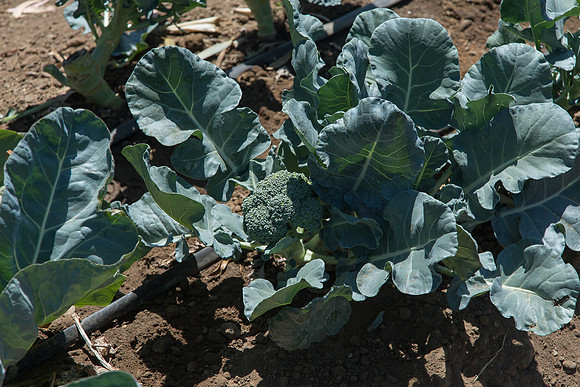 Broccoli_CastleDome_CA_0002