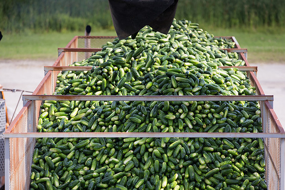 PicklingCucumber_Vlaspik_Processing_MI_0487