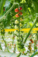 Tomatoes_Devoured_404