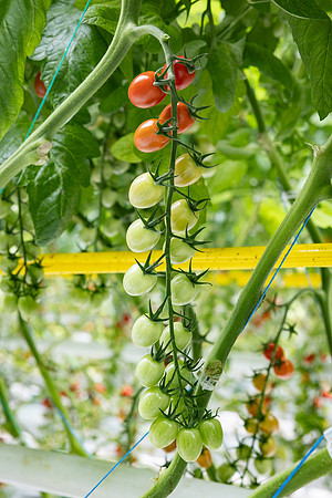 Tomatoes_Devoured_404
