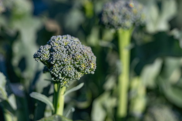 Sibsey_Broccoli_9