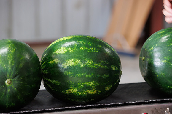 Seminis2022_FL_JEM_3637