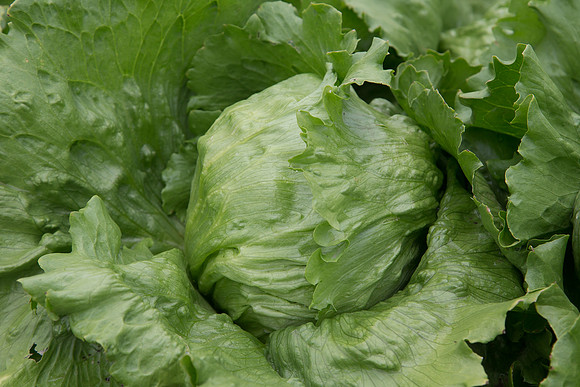 Lettuce_Sahara_MX_0018