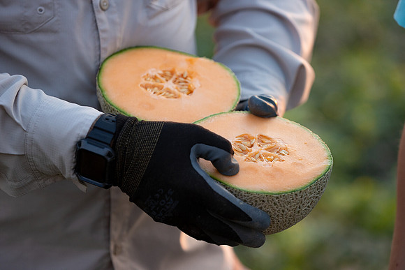 Seminis2021_AZ_299