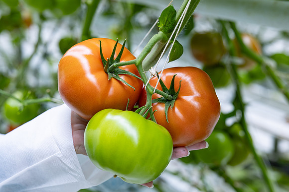 Tomatoes_DRTH5060_10