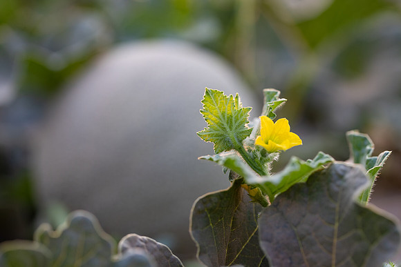 Seminis2021_AZ_958