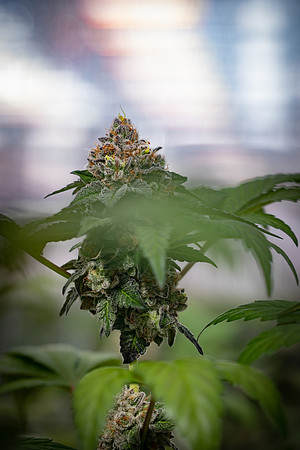 CDPh_511