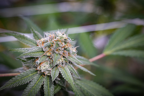 CDPh_709