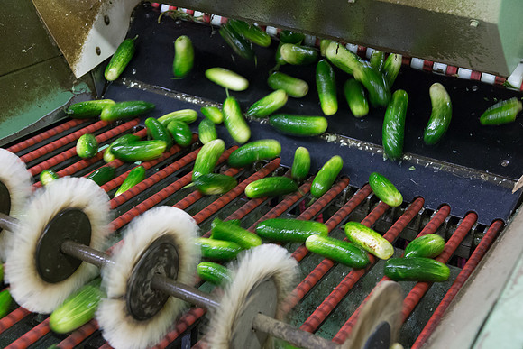 PicklingCucumber_Vlaspik_Processing_MI_0285