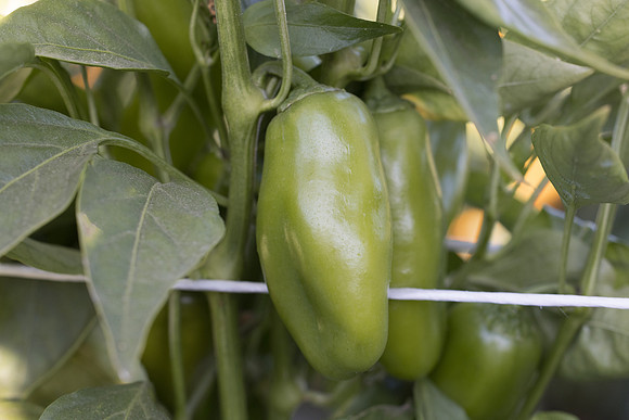 Pepper_Tapuni_21