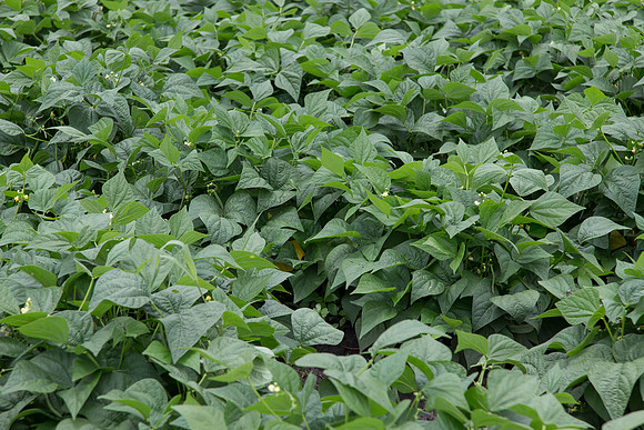 GreenBean_Sybaris_MX_0007