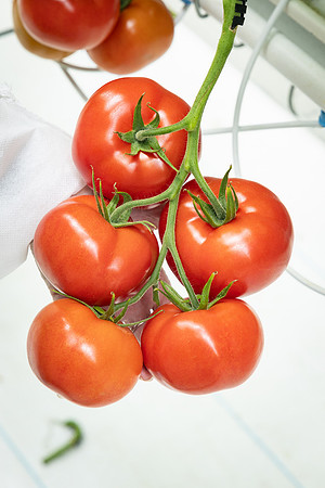 Tomatoes_DRTH1054_70