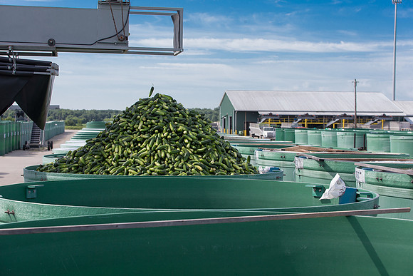 PicklingCucumber_Vlaspik_Processing_MI_0671