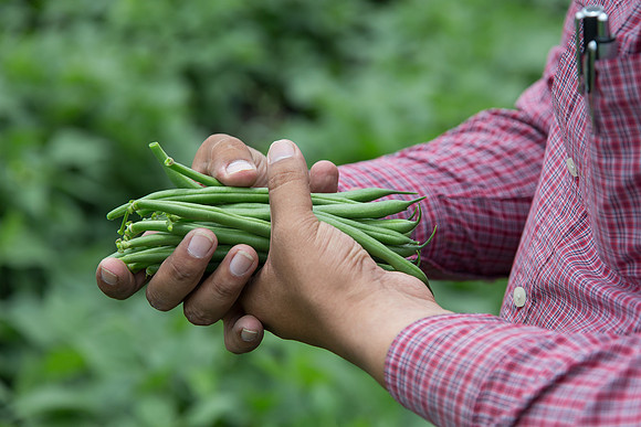 GreenBean_Sybaris_MX_0029