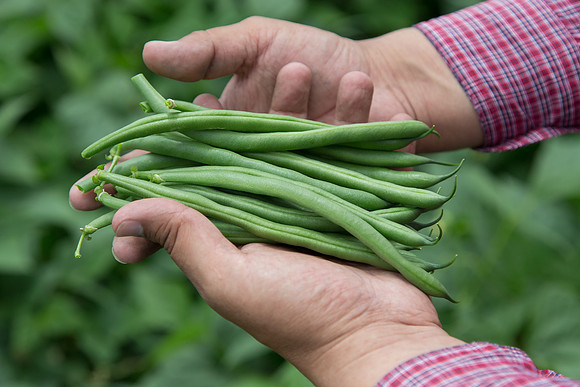 GreenBean_Sybaris_MX_0033