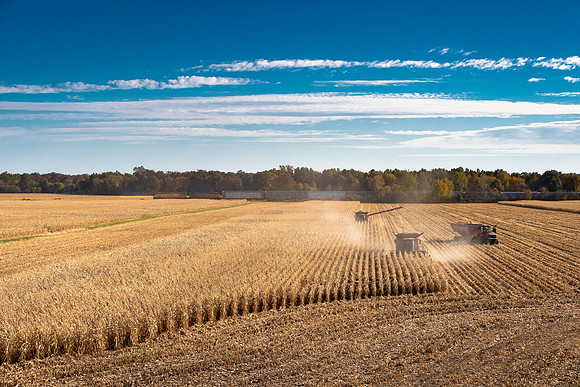 NL_Corn_Harvest_2019_c_422