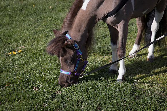 AmericasFarmers_HeartlandMiniHorses_428