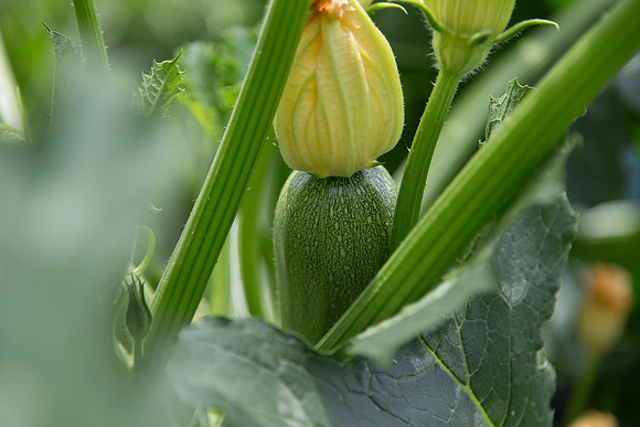 Squash_Adelita_MX_0022