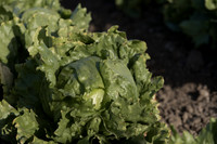 Lettuce_SV0822LG_CA_0051
