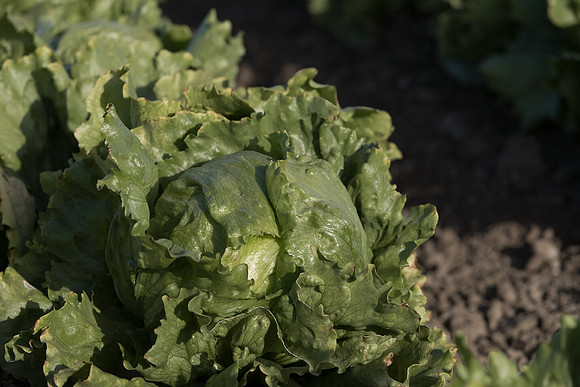 Lettuce_SV0822LG_CA_0051