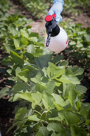 NL_Soybeans_072319_Carbondale_110