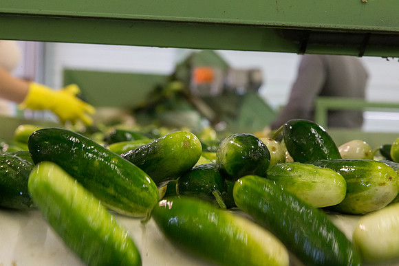 PicklingCucumber_Vlaspik_Processing_MI_0165