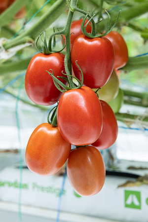Tomatoes_DRTJ4077_21