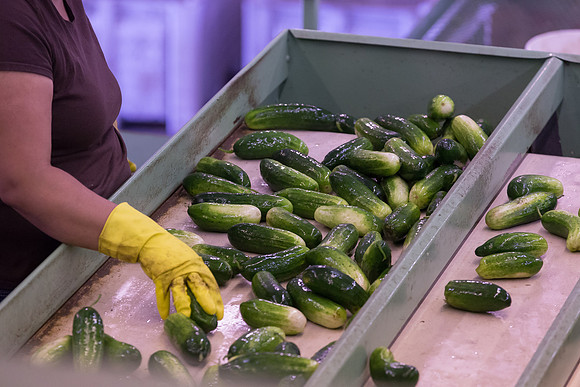 PicklingCucumber_Vlaspik_Processing_MI_0301