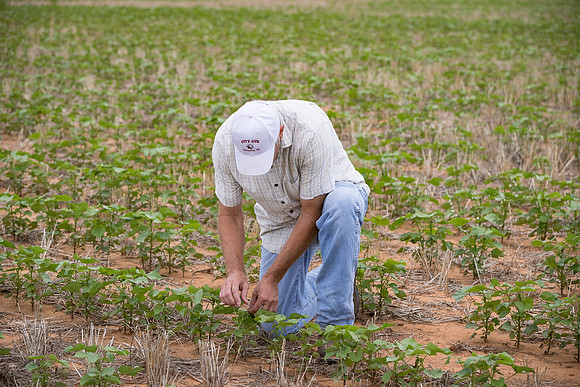 RRXCottonTexas_cdp_5186