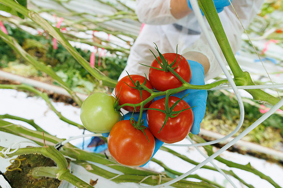 Tomato_Prodice_28