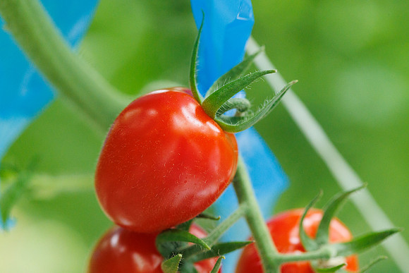 Tomato_Strabini_78