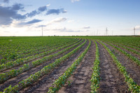 RRXCottonTexas_cdp_4254