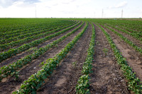 RRXCottonTexas_cdp_4231