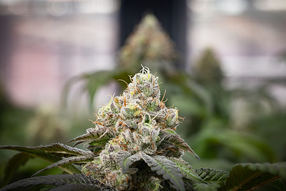 CDPh_530