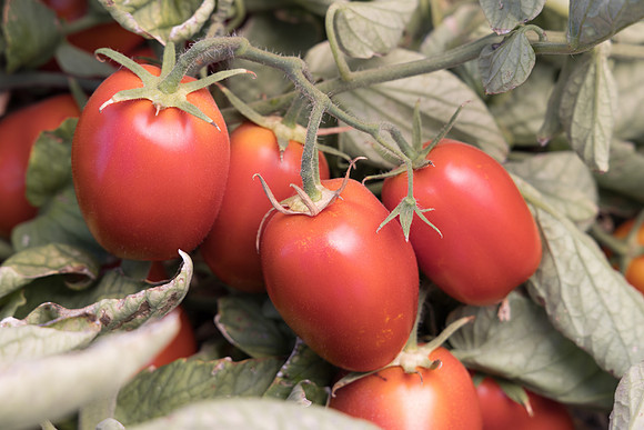 Tomato_N6473_17