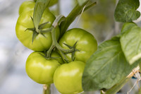 Tomato_Ferreira_29